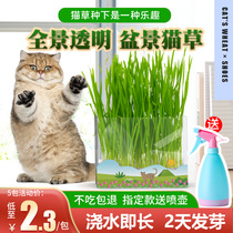 猫草盆栽已种好小麦种子去毛球化猫毛薄荷懒人水培猫草粒猫咪零食