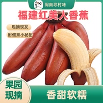 福建红香蕉自家现摘红美人香蕉新鲜水果自然熟红皮当季芭蕉美人蕉