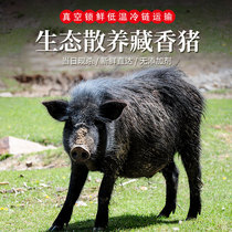 绿森林山林散养藏香猪肉新鲜农家吕梁山黑猪肉前腿肉后腿肉猪下水