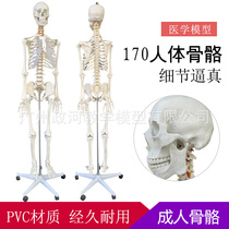 出货170cm人体骨骼 模型骨架人体成人小白骷髅教学 脊椎全身