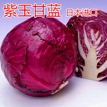 进口紫甘蓝种子 包菜种子 紫洋白菜种子  紫色蔬菜种子 包邮紫玉