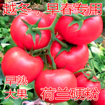 番茄种子荷兰进口西红柿种籽大果产量高番茄苗口感好荷兰硬粉包邮