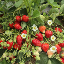奶油草莓种子水果种籽四季种苗家庭春季秋冬季盆栽草莓种籽孑阳台
