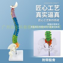 45CM人体脊柱模型解剖正骨练习手法人体脊椎骨骼模型彩色分段模型