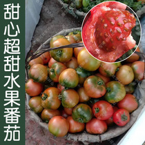 甜心水果番茄种子 春夏四季播酸甜多汁西红柿籽 阳台盆栽蔬菜易种