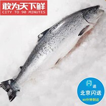 整条冰鲜三文鱼 13斤1条 可分割 挪威进口 新鲜刺身 绝非冻鲜