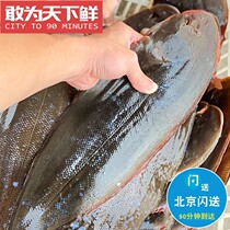 1.8-2.2斤1条  鲜活鳎目鱼龙利鱼舌头鱼新鲜海鲜水产踏板鱼比目鱼