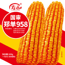 高产饲料玉米种子高产量郑单958早熟杂交种籽孑特大郑丹正品良种