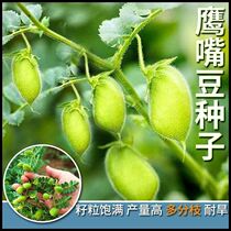 鹰嘴豆种子新疆农家蔬菜种孑可食用阳台庭院盆栽桃豆种籽四季菜籽