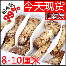 成年松茸2期松茸新鲜云南特产香格里拉松茸菇野生松茸菌蘑菇500克