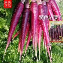 原装紫黑色胡萝卜种孑甜果瓜种子小人参四季播盆栽庭院蔬菜种子籽