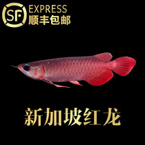 正宗新加坡红龙鱼活体号半红龙鱼红尾金龙鱼鱼苗热带鱼观赏鱼包邮