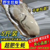 野生鲜活海蛎子 牡蛎 生蚝贝类生鲜非即食 海鲜水产品 5斤装包邮
