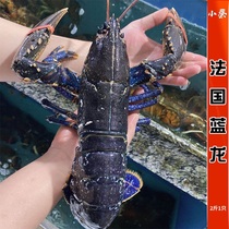 鲜活蓝龙虾野生法国进口海鲜水产波龙澳洲龙虾超特大澳龙2斤/1只