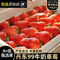 丹东草莓新鲜水果应季红颜99草莓3九九牛奶奶油大甜草莓5久久礼盒