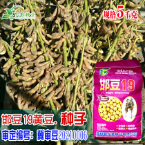 邯豆19黄豆种子 大田基地高产作物抗倒耐旱蛋白高黄豆大豆籽