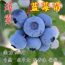 薄雾蓝莓苗 四季盆栽地栽南北方种植黑珍珠蓝莓树苗 当年结果树苗