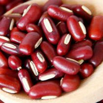 正宗赤小豆种子新货长粒赤豆高产赤小豆种子盆栽田园杂良种子