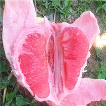 正宗平和琯溪三红蜜柚三红柚子红心蜜柚福建漳州特产新鲜水果包邮