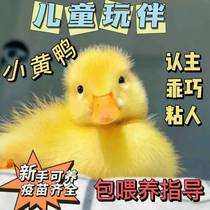 柯尔鸭活物幼崽小鸭子活宠物纯种网红小黄鸭柯达鸭活的小鸭子好养