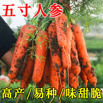 庭院盆栽阳台四季胡萝卜种子五寸人参红萝卜蔬菜种籽脆甜萝卜菜籽