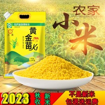 2023年秋收黄金苗K1东北朝阳朱碌科食品月子米黄小米新米粥5斤装