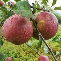 云南昭通特产冰糖苹果5斤装丑苹果现摘现发新鲜水果果园包邮