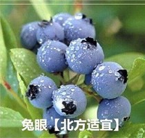 蓝莓苗 珠宝蓝莓树苗盆栽地栽南方北方种植树莓带土发货当年结果