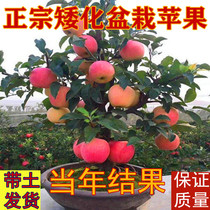 红富士苹果苗盆栽地栽黄金维纳斯苹果树苗嫁接黑钻苹果苗北方种植