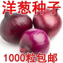 四季红皮洋葱种子大扁圆盆栽葱种耐寒圆葱高产紫色蔬菜种子大全