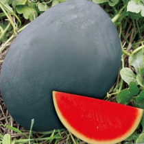 黑皮红瓤西瓜种苗一力2号肉质脆糖度高西瓜种子春夏季水果种子孑