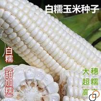 白甜糯玉米种籽四季粘农家春夏非转基因种孑白色超甜水果玉米种子