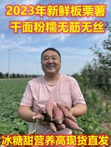 2023年陕西板栗红薯新鲜番薯地瓜粉糯香甜5/10斤农家种植整箱包邮