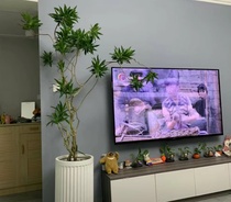 大型百合竹盆栽室内绿植客厅办公室净化空气好养易活北欧风吸甲醛