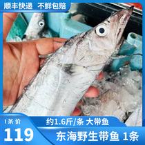 舟山大带鱼 特级带鱼新鲜冷冻大刀鱼东海小眼睛油带鱼 约1.6斤1条