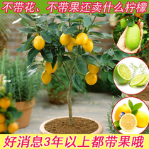 柠檬树盆栽室内阳台庭院可食用植物带果香水柠檬树苗四季结果绿植