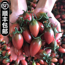 紫弹头迷彩小番茄新鲜圣女果组合小西红柿当季水果3-5斤顺丰包邮