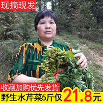 现采野生水芹菜新鲜贵州特产野地菜下饭菜农家菜当季时令蔬菜