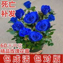 蓝色玫瑰花苗盆栽 嫁接多色妖姬月季四季开特大花卉带花苞浓香型