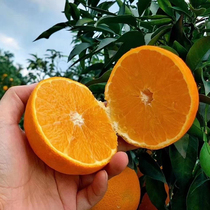 爱媛38号果冻橙子苗爱媛28号象山红美人树苗早熟柑橘橙子种植果树