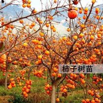 柿子树苗嫁接日本甜脆柿阳台盆景南北方庭院种植无核黑油柿树进口