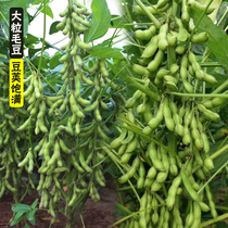 鲜食大粒毛豆种子早熟高产特大青豆大豆种籽菜豆春季四季黄豆种子