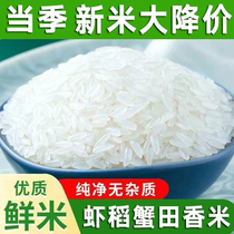 新大米5kg10斤20斤虾稻米蟹田米农家自产丝苗米长粒米香米当季新