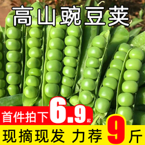 陕西高山豌豆荚生新鲜带壳青豆当季农家蔬菜剥壳长寿甜豆粒9整箱