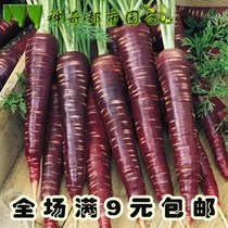 进口紫色胡萝卜种籽四季农家大田抗氧化的紫人参抗老蔬菜种子夏季
