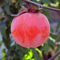 火晶柿子树苗 室内外南北方种植阳台盆栽盆景水果当年结果树苗