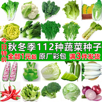 四季蔬菜种子适合秋播种植青菜生菜香菜菠菜籽白菜罗卜籽种孑大全