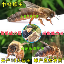 中蜂蜂王活体蜂高产双色红背种王强群阿坝杂交土蜂纯种开产王野蜂