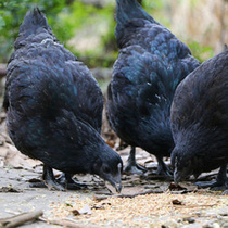 黑羽五黑鸡种蛋受精蛋散养五黑一绿土鸡蛋小鸡受精卵大型绿壳蛋