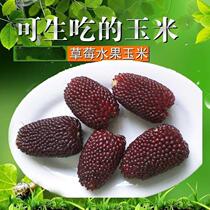 大田高产玉米种子水果夏季播盆栽观赏兼食用甜糯鲜食草莓玉米种子